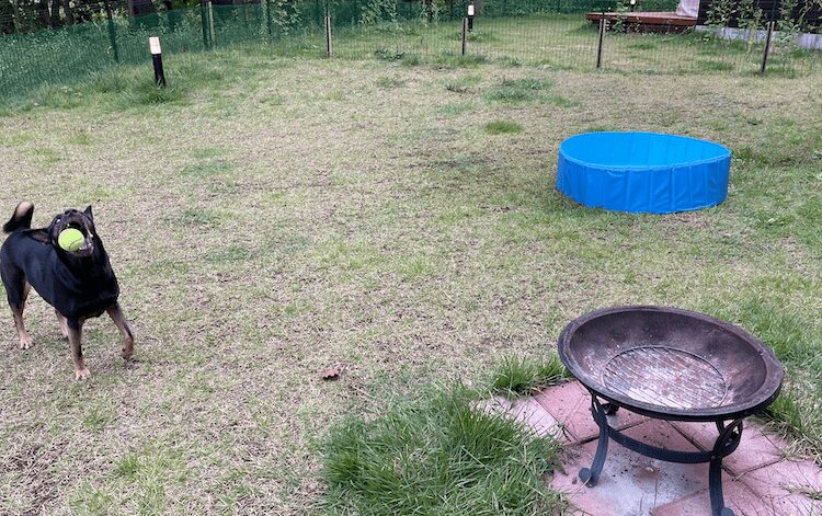 ドッググランピング河口湖の庭