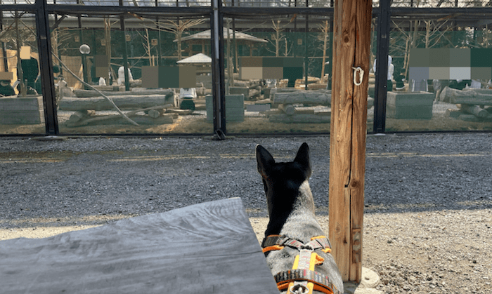 リスの森は犬連れOKだが、外で待つ