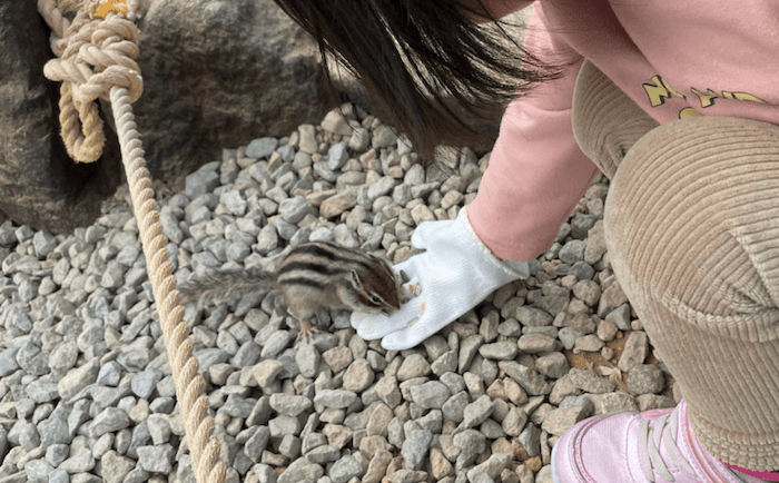 リスの森のリスは懐っこい