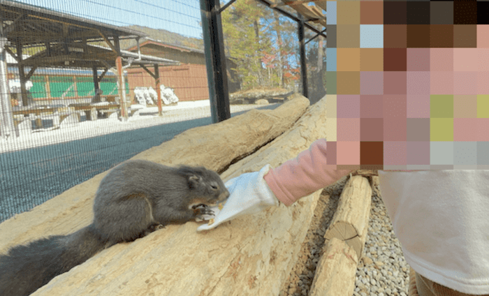 リスの森では子供も手でおやつをあげることができる