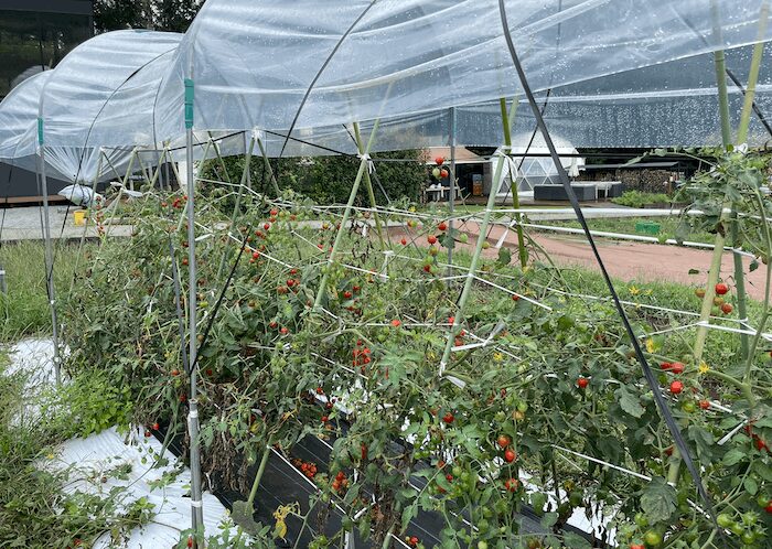 八ヶ岳のアイカフェファームの畑